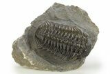 Detailed Morocops Trilobite - Ofaten, Morocco #310265-3